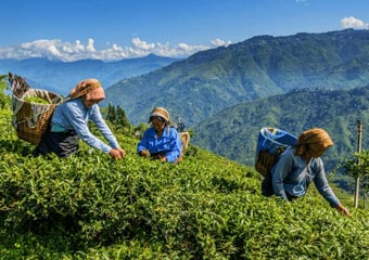 Darjeeling Tea Garden