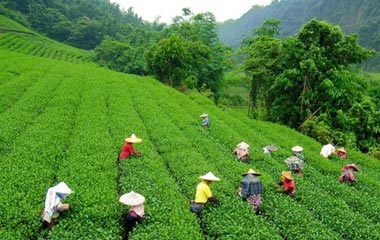 Munnar Tea Garden