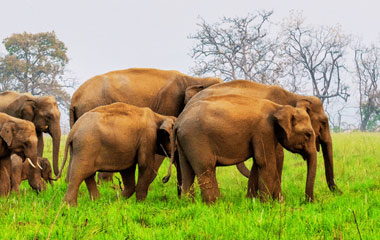 South India Wildlife Tour
