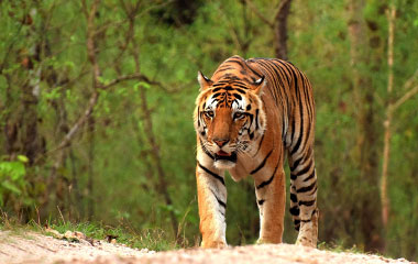 Corbett with Agra & Mussoorie