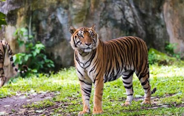 Tiger at Ranthambhore