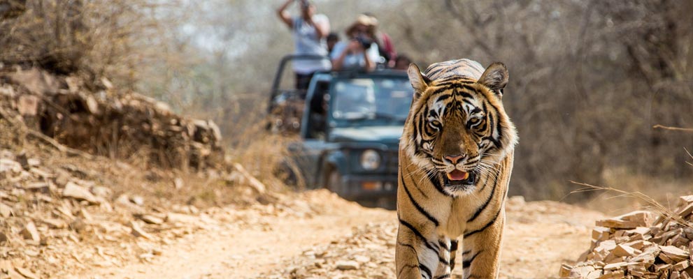 Tiger at Bandhavgarh