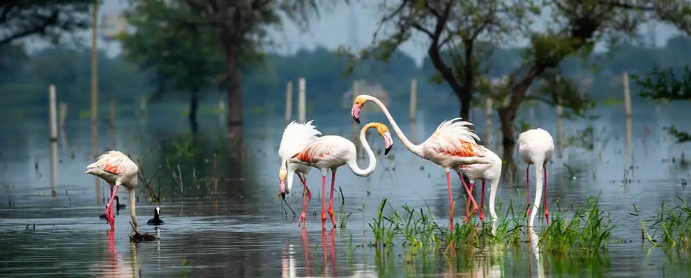 Keoladeo Ghana National Park