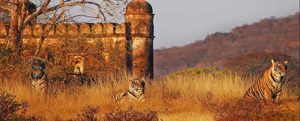 Ranthambhore Fort