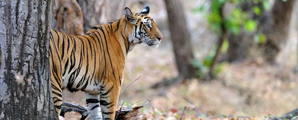 Bandhavgarh National Park