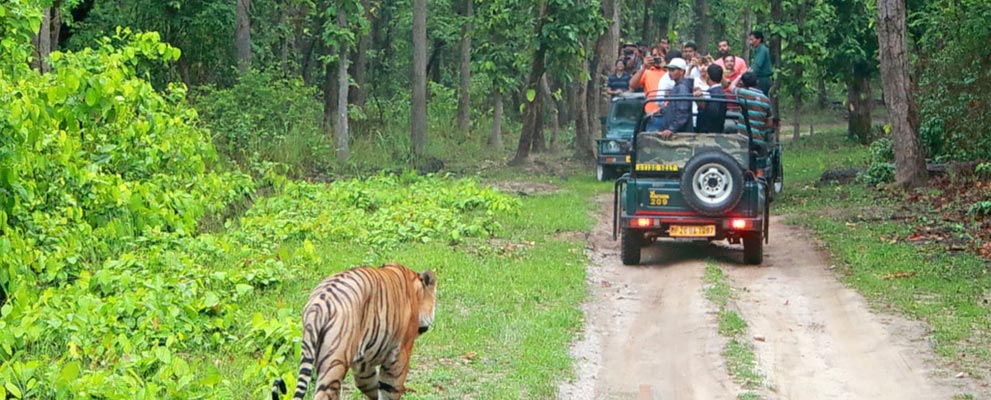 Bandipur National Park