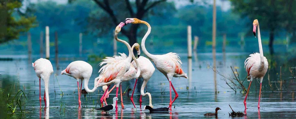 Bharatpur Bird Sanctuary