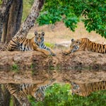 Kanha National Park, Madhya Pradesh
