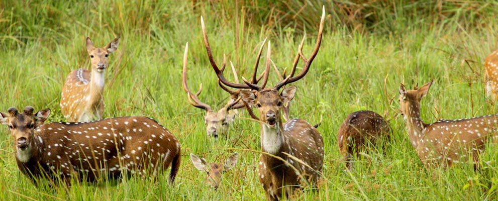 Wayanad National Park